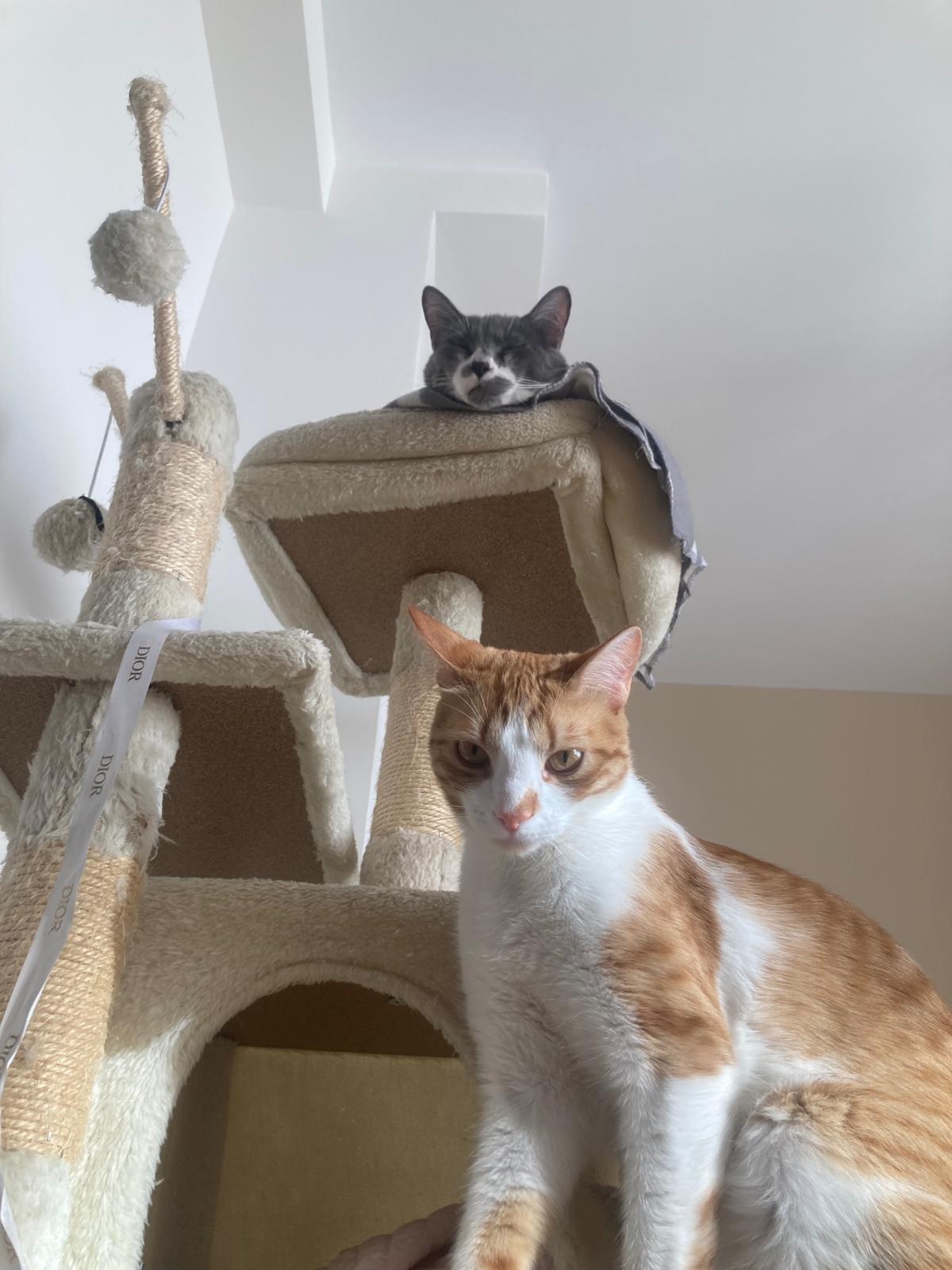 mis gatos